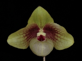 Paph. Barbara Glancy Logan AM/AOS 81 pts.